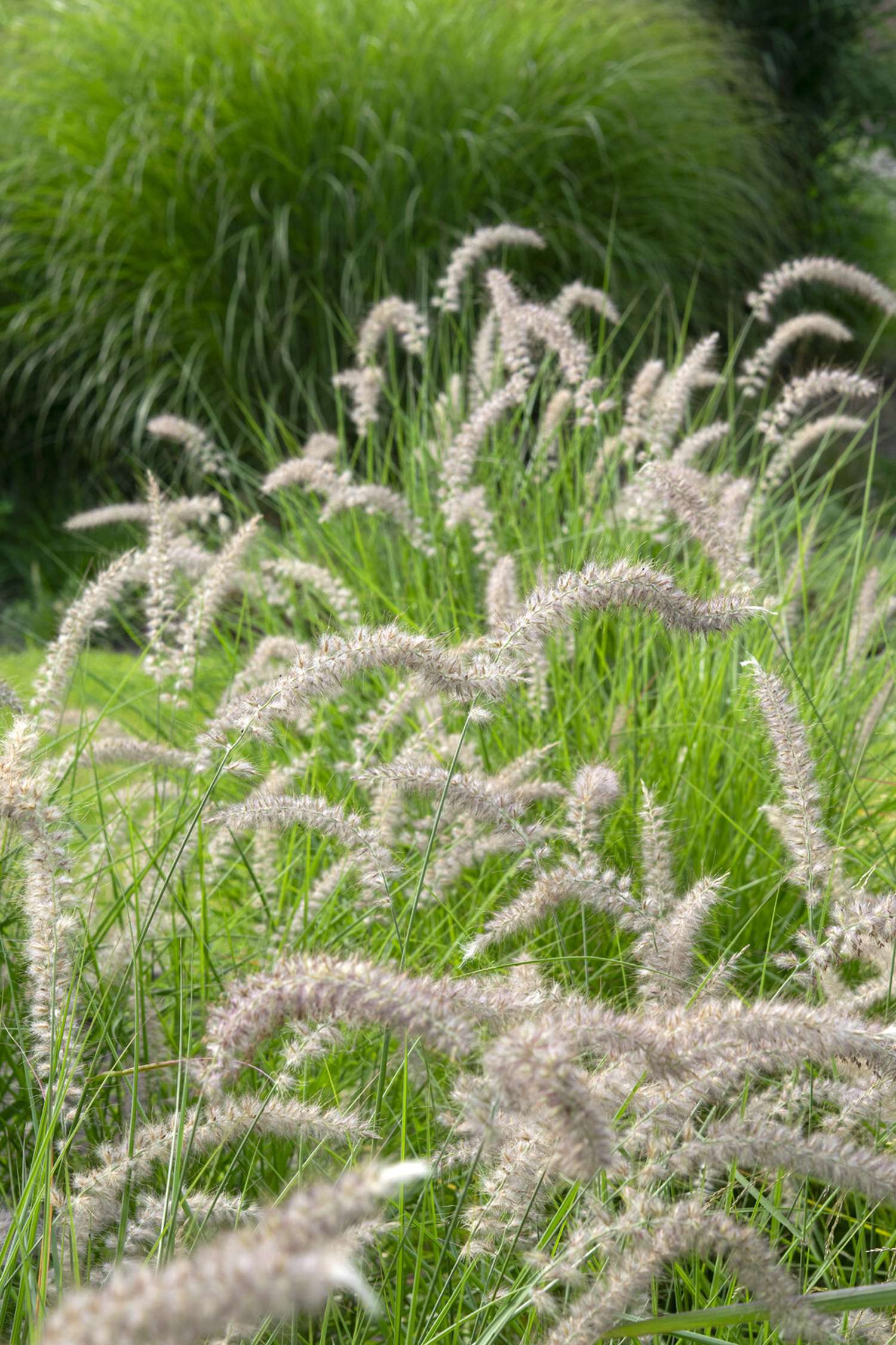 Koristesulkahirssi 'Hameln' (Pennisetum alopecuroides)
